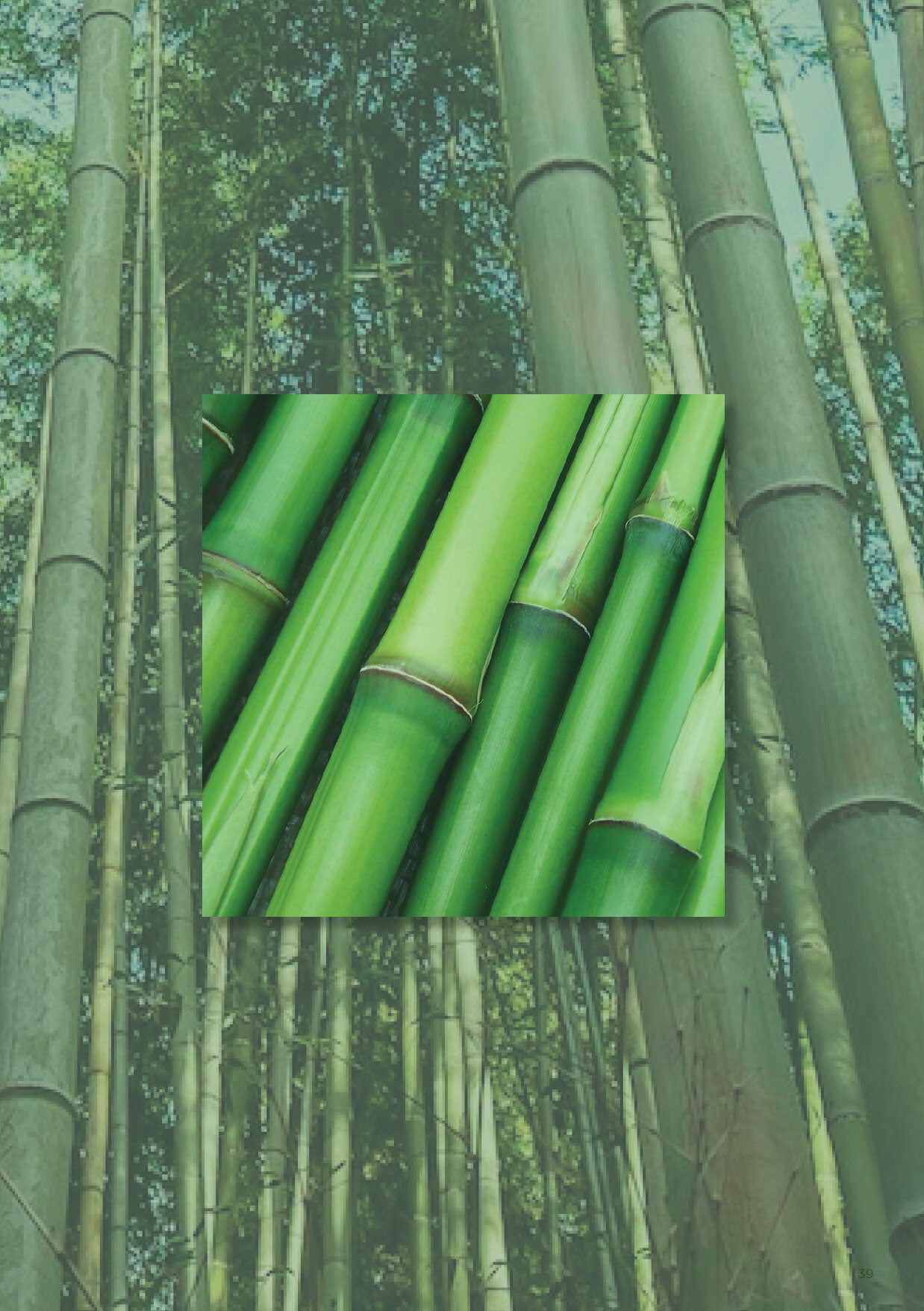 Bamboo is another bio-based hero for the future of construction in LATAC.