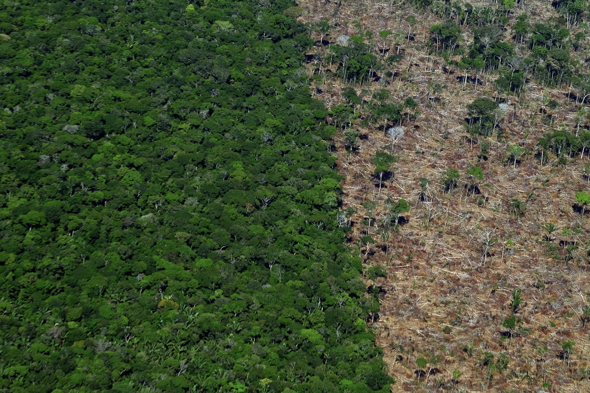 LATAC faces unique ecological pressures; deforestation of the Amazon isn't due to bio-based building material production (shown to promote long-term resource management strategies) but rather animal agriculture and extractive mining operations.