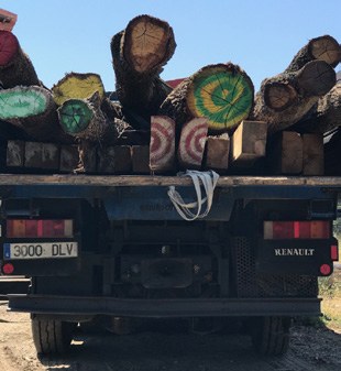 Color-coding logs to maintain traceability to the individual tree.