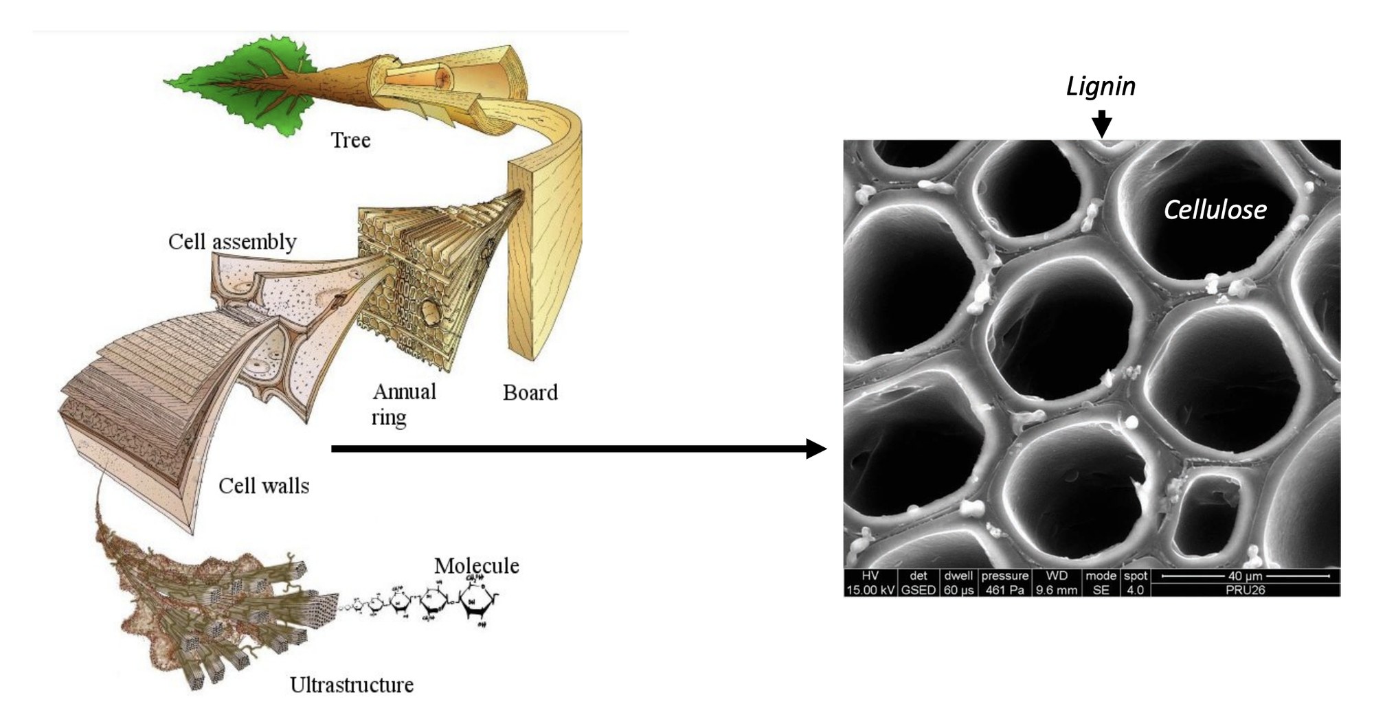 Trees are read at multiple scales of structure and performance, from the macro to the cellular.