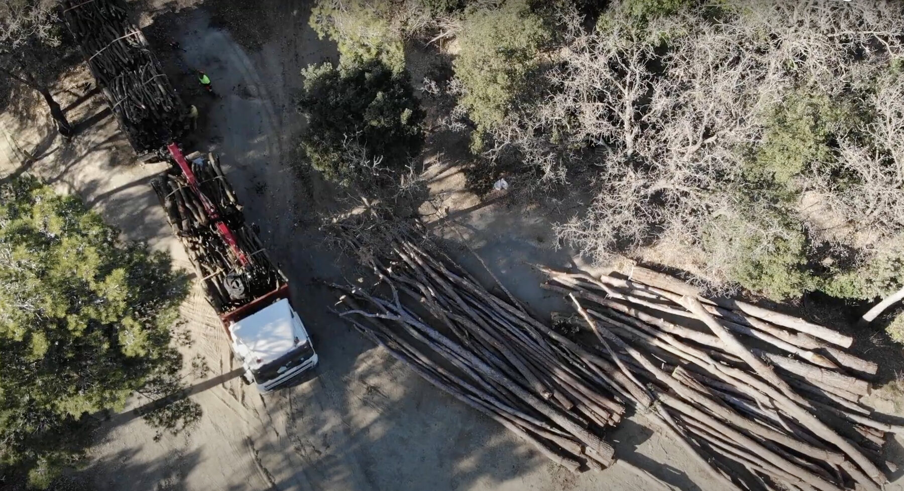 Cut trees extracted from the forest.