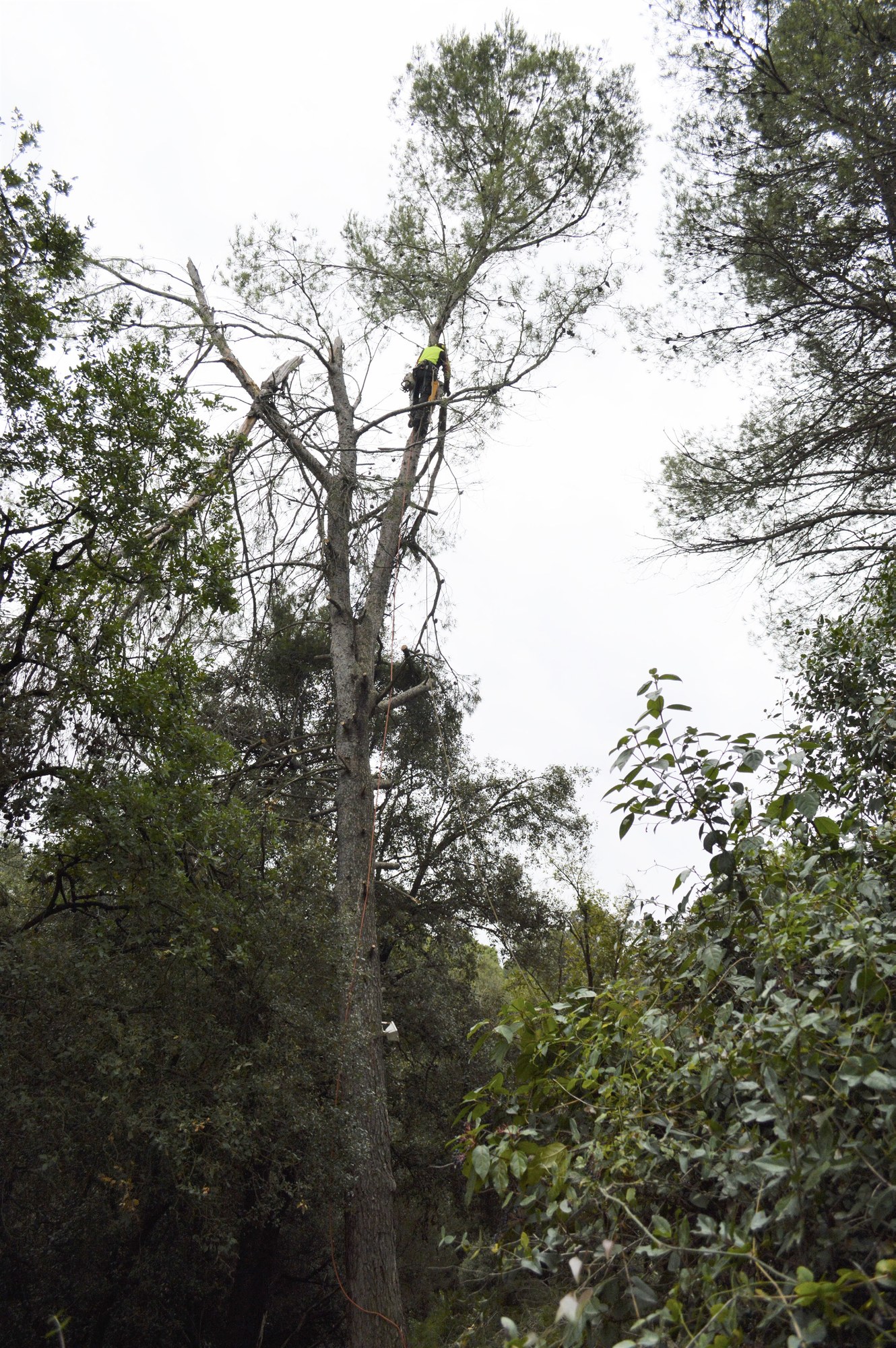 Foresters follow the mapped dataset to cull the selected specimens.