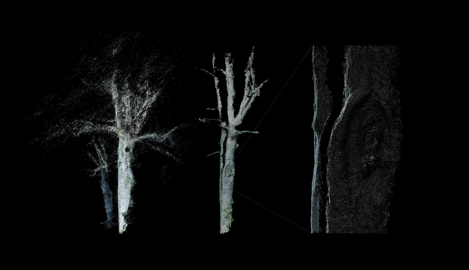 Point clouds allow reconstruction of the distinctive features of individual trees.