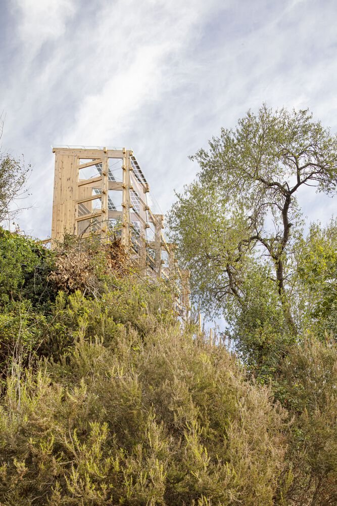Seen from below, rising through the trees.