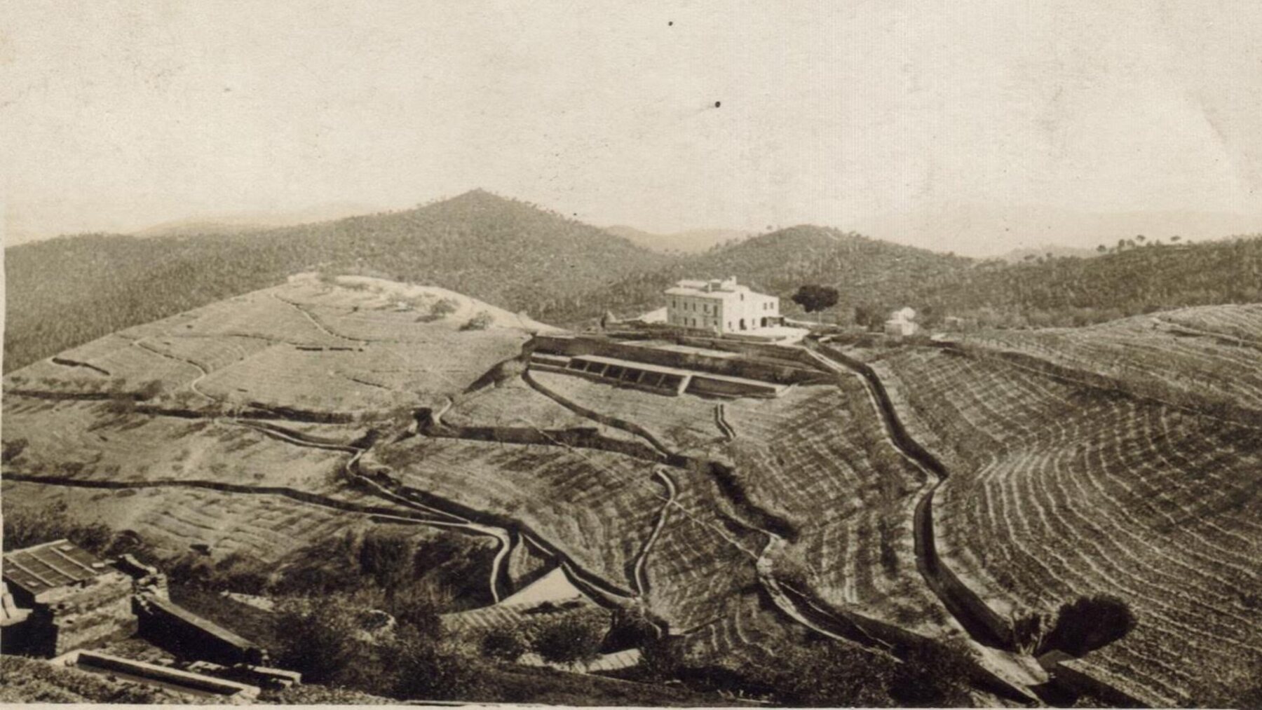 The estate's terraced farmland before abandonment — the forest that looks mature today is only about 70 years old.